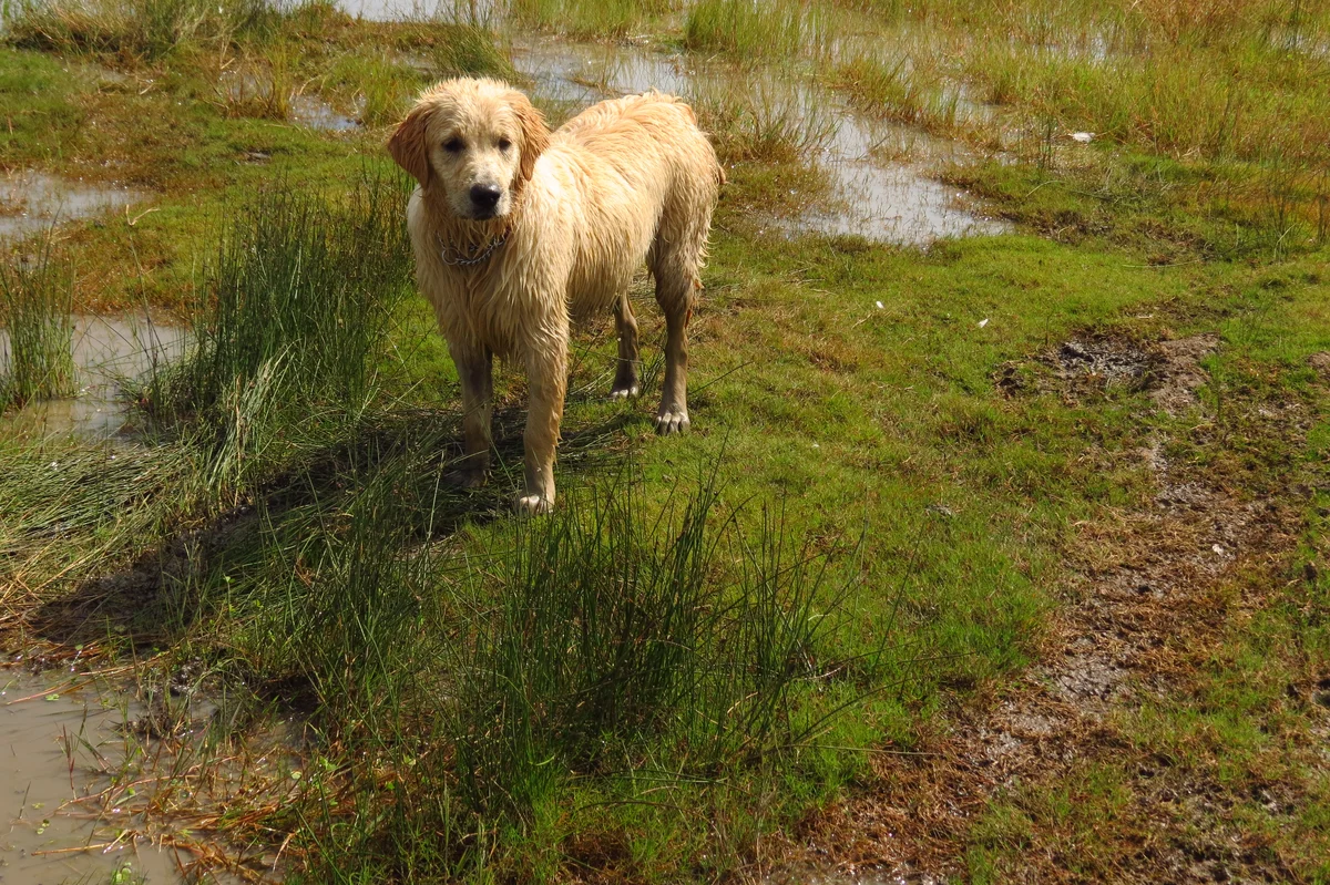 Lochariko Golden Retriever companion