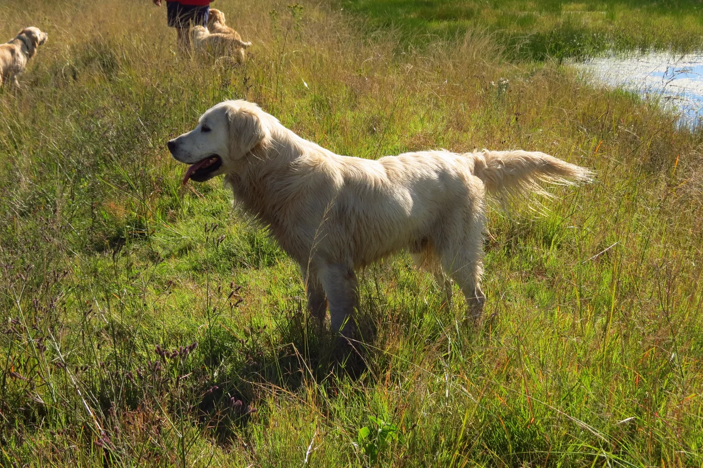 Golden Companion by the Garden
